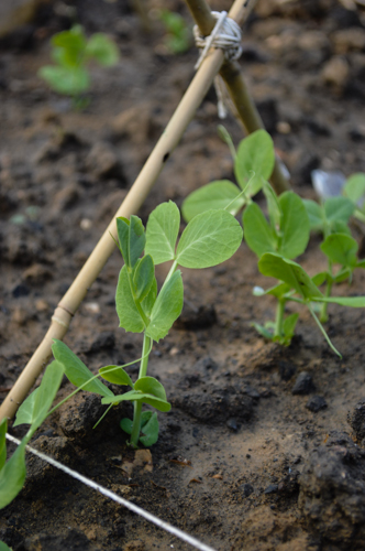 9 Mai 13 - Petits pois