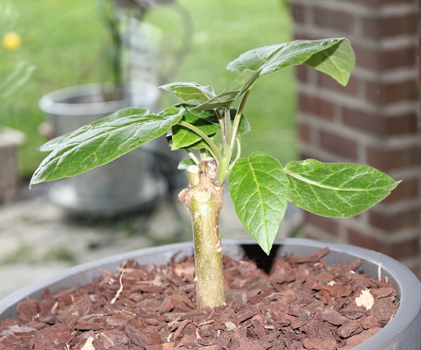 Tamarillo 0805.JPG