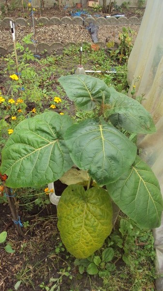 Plant de tamarillo
