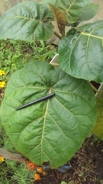 Feuille de Tamarillo