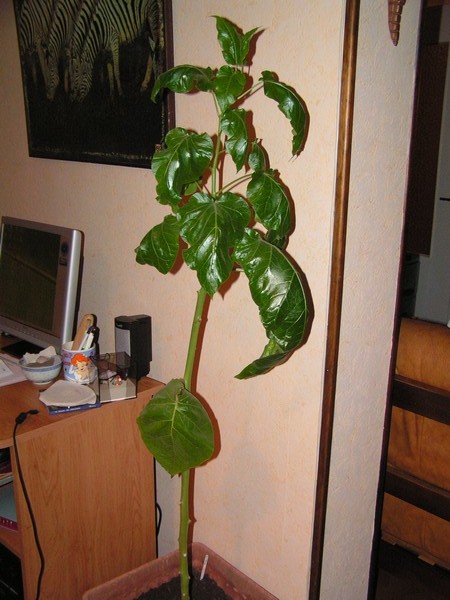 Plant de Tamarillo hiverné