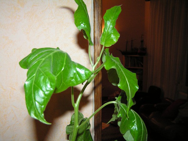 La partie haute du plant