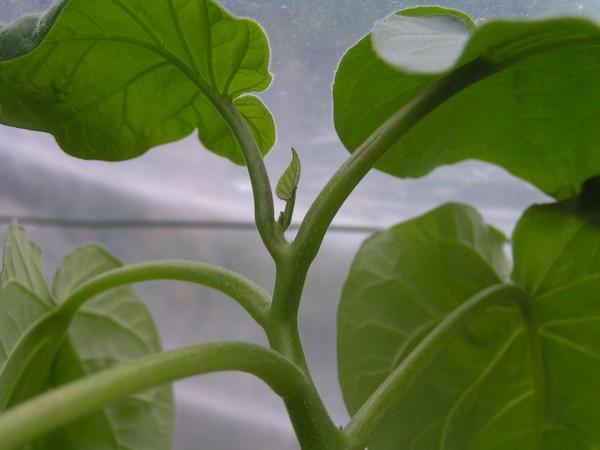 PICT0323.jpg