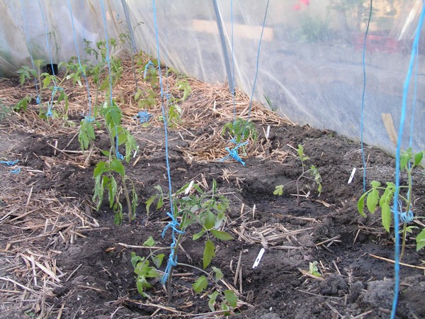 Plantation dans la serre