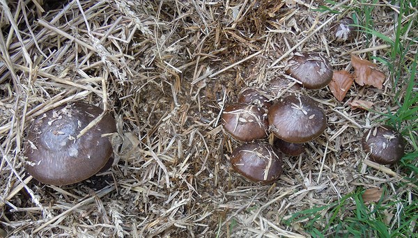 champignons_DSCN8867.jpg