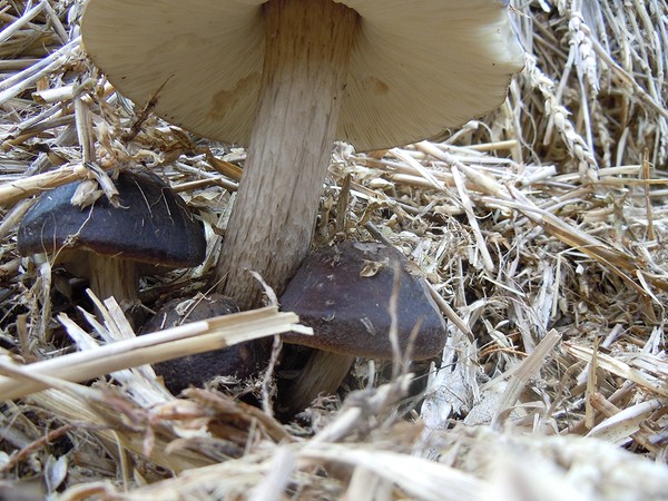 champignons_DSCN8879.jpg
