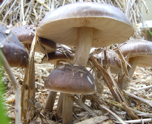 champignons_DSCN8875.jpg