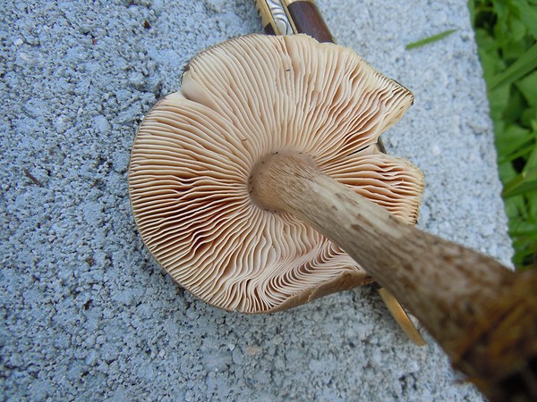 Champignon_DSCN8903.jpg