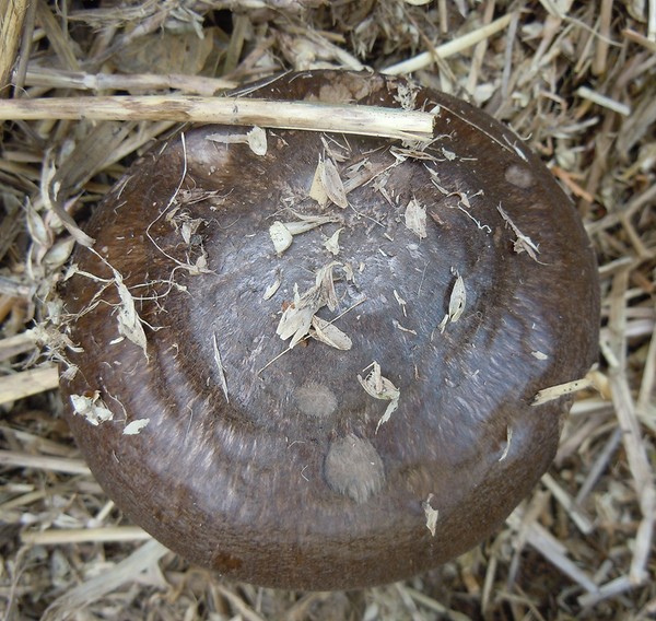 champignons_DSCN8869.jpg