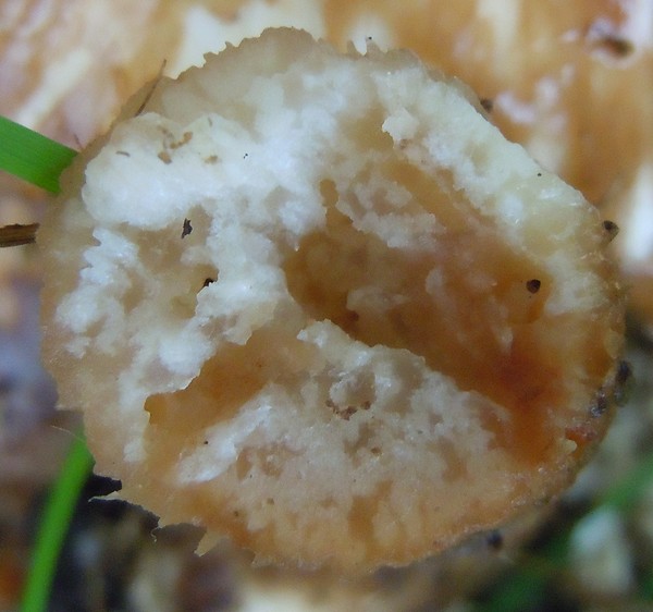 Champignons_Plutées du Cerf-Pluteus cervinus_DSCN8962.jpg