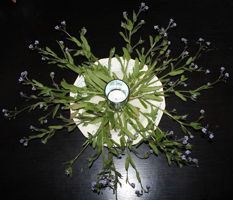 myosotis 003.JPG