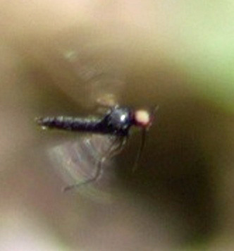 mouche.jpg