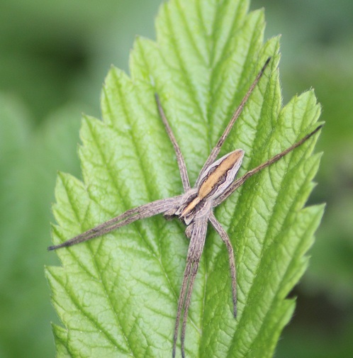 pisaure_admirable_2105.JPG