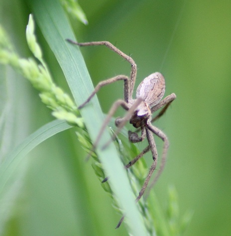 pisaure male 2105.JPG