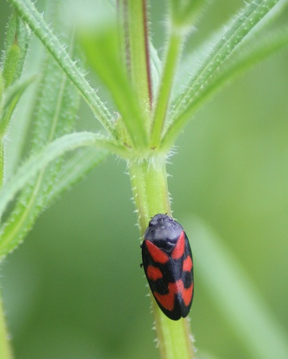 cercopis vulnerata.JPG