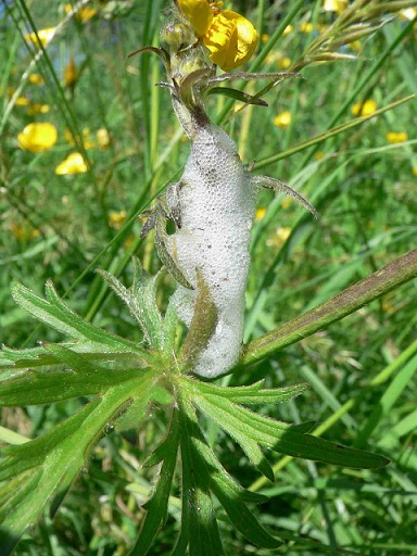 crachat-de-coucou.jpg
