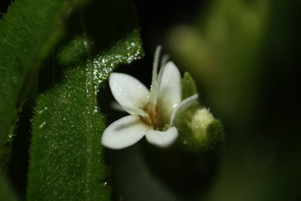 Stevia