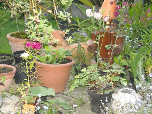 DSCN0087.JPG