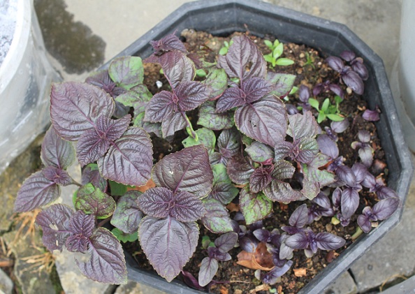 shiso 2306.JPG