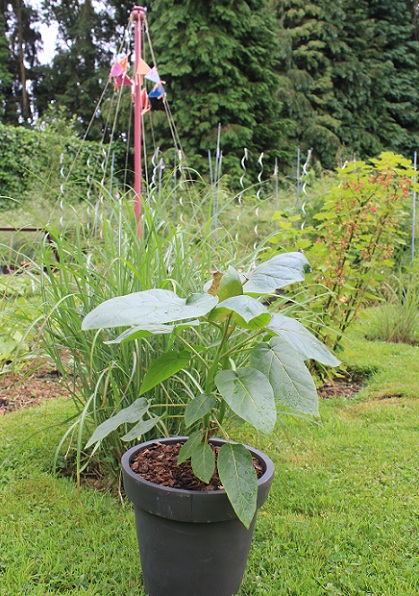 tamarillo 2306.JPG