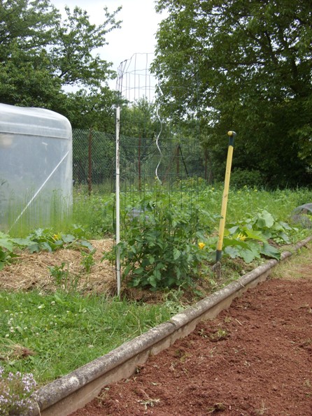 tomate en cage 3.jpg