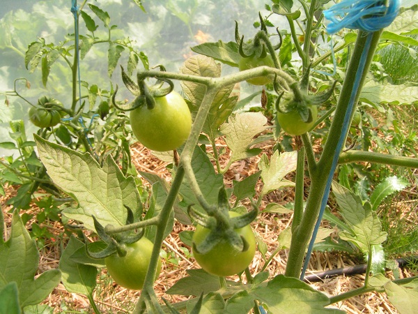 Harvest Of Health