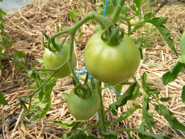 Pomme d'Or