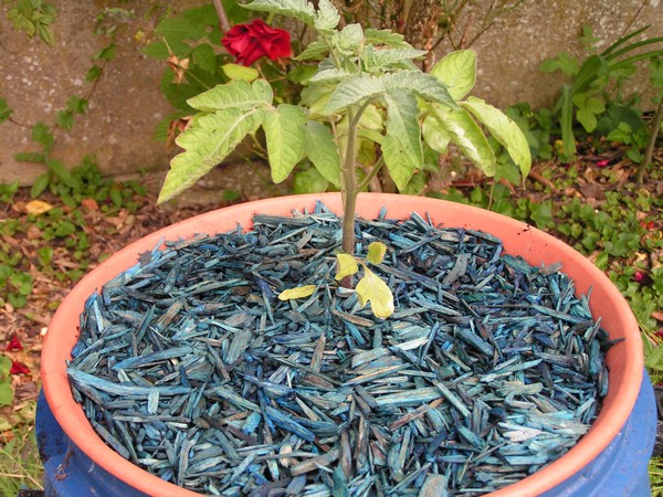 Samambaia
