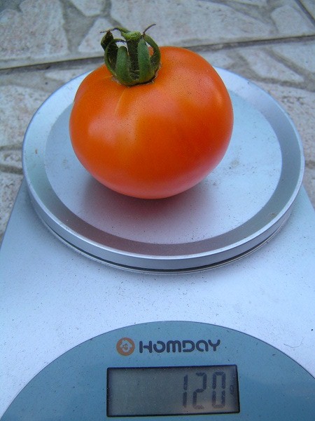Pomme d'Or