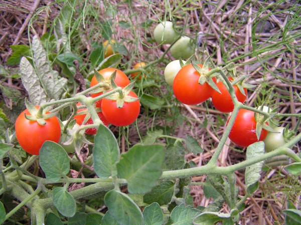 Baxter s Early Bush Cherry