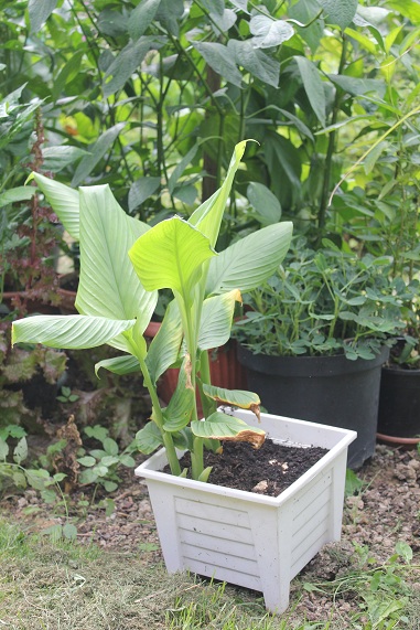 curcuma 1708.JPG