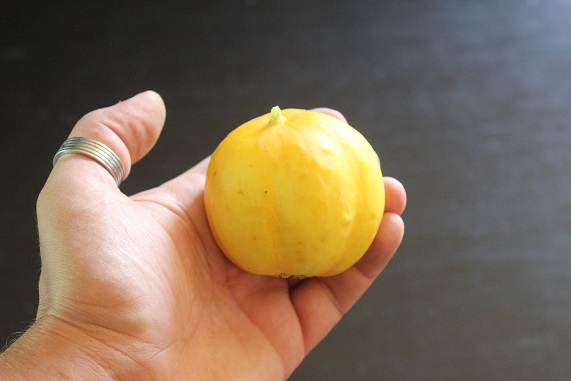 concombre citron 2008.JPG