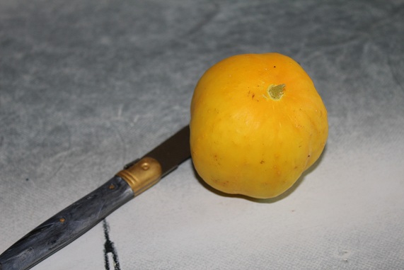 concombre cit 2008.JPG