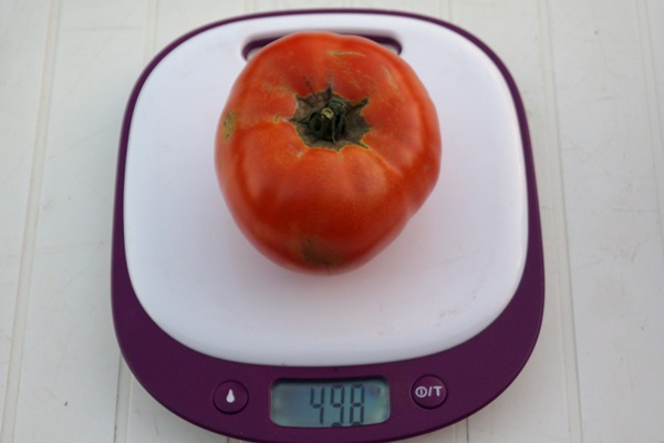 Tomate "Supersteak"