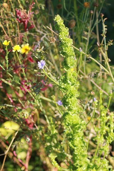 frisée fleur 3009.JPG
