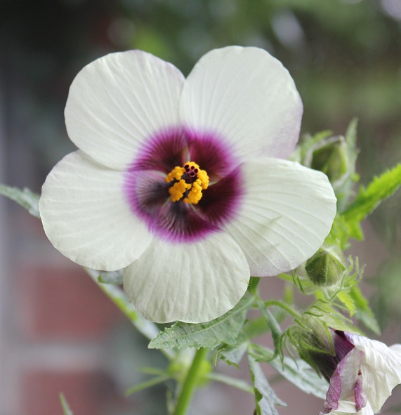 hibiscus cannabinus fleur 0610.JPG