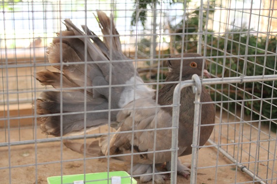 Barlin 2013 011.JPG