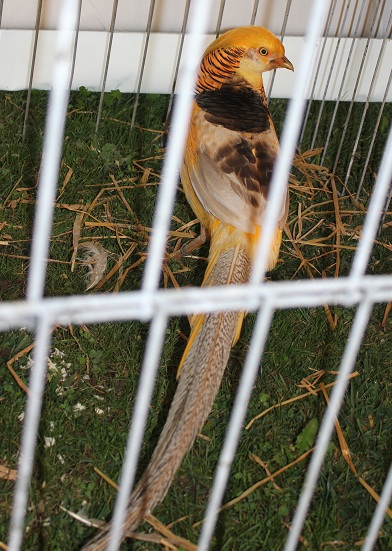 Barlin 2013 021.JPG