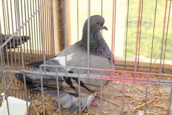 Barlin 2013 029.JPG