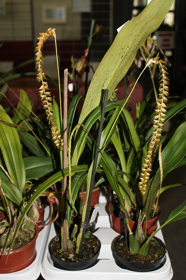 Barlin 2013 059.JPG