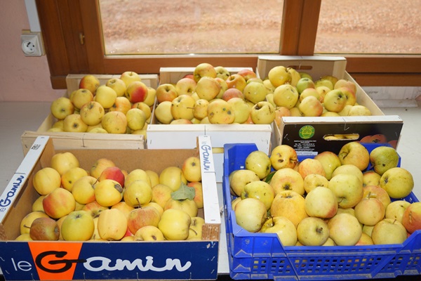 Pommes Delbard Jubilé