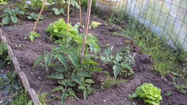 potager enfants_210610_3.JPG