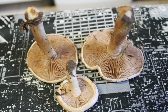 Hebeloma crustuliniforme pied.JPG