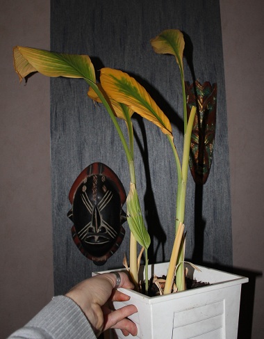 curcuma 002.JPG