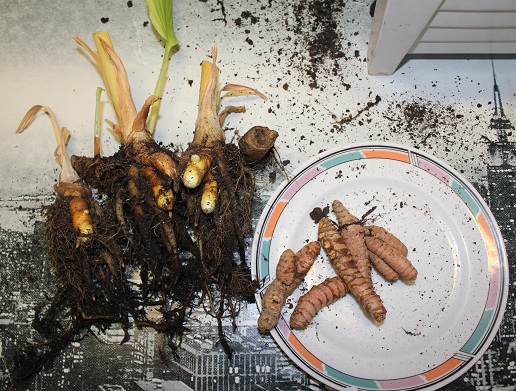 curcuma 003.JPG