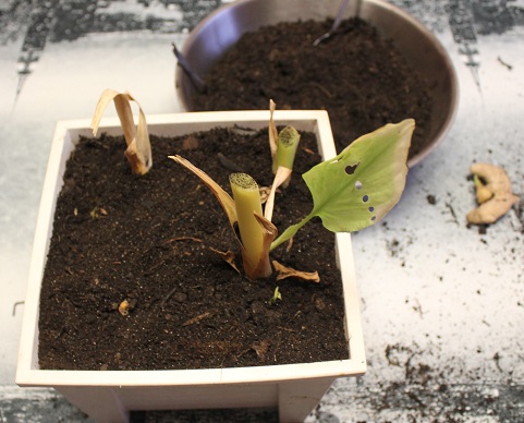 curcuma 006.JPG