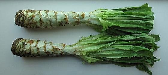 800px-Celtuce.jpg