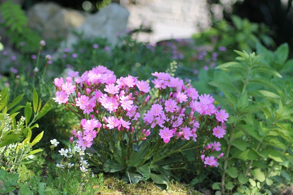 lewisia 0606.JPG