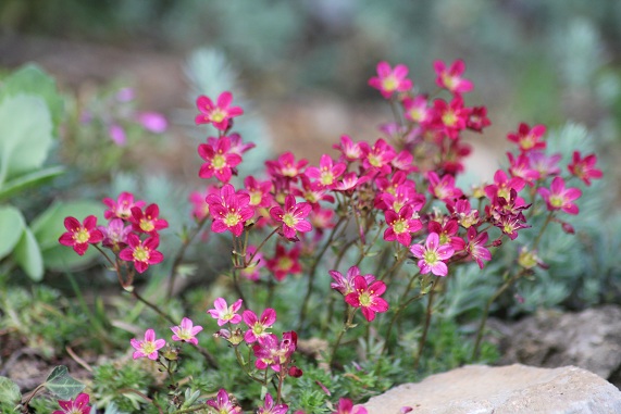 saxifrage 1205.JPG