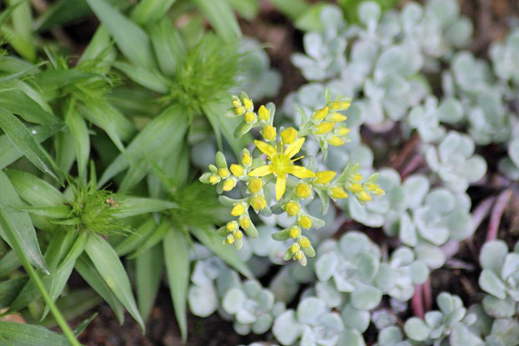 sedum spathulifolium 0506.JPG